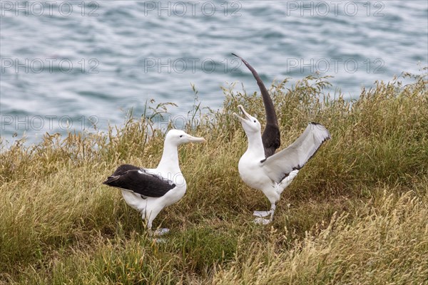 Albatros (Diomedea sanfordi), Taiaroa Head, Otago Peninsula, Neuseeland