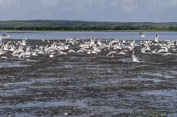 Seagulls on the water of Lacul Isaccel, a lake in the Danube Delta. UNESCO Danube Delta Biosphere