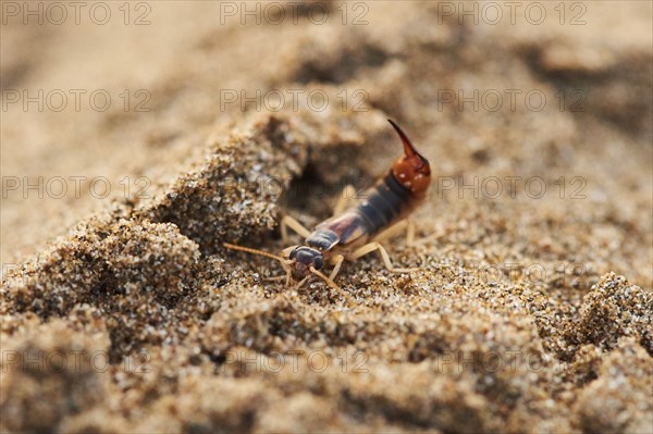 Shore earwig (Labidura riparia) on the beach "Platja del Fangar", coast, nature reserve, ebro