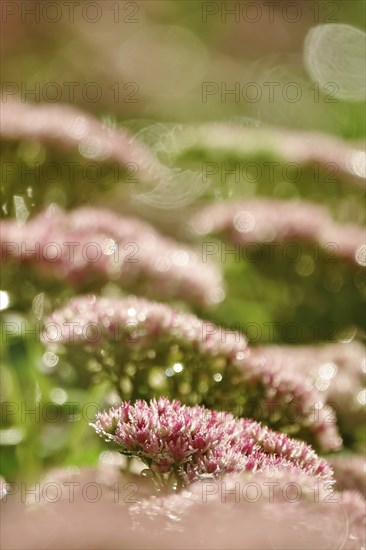 Showy stonecrop (Sedum spectabile) with morning dew, late summer, Germany, Europe