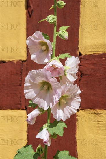 Flowering common hollyhock (Alcea rosea) at a half timbered house in Ystad, Scania, Sweden,