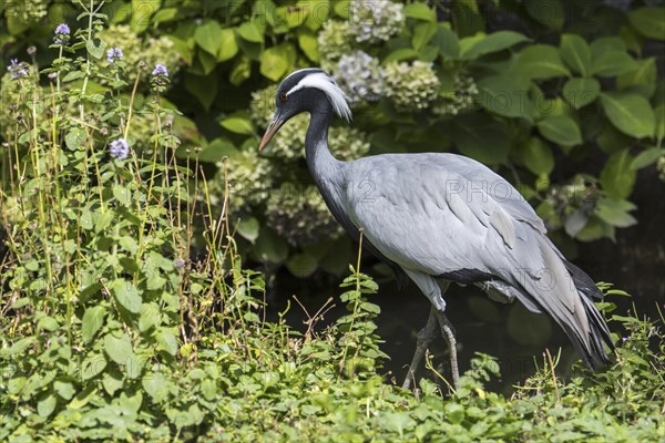 Demoiselle crane (Grus virgo) smallest species of crane, native to central Eurasia, ranging from