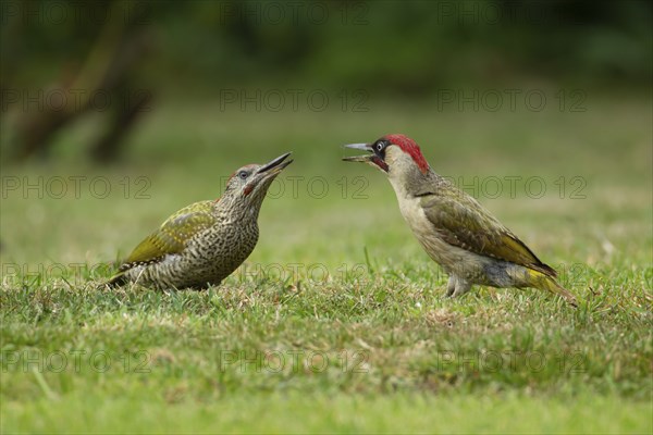Green woodpecker (Picus viridis) adult bird and juvenile bird on a garden lawn, Norfolk, England,