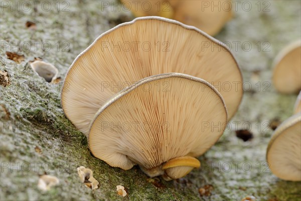 Late oyster (Sarcomyxa serotina), North Rhine-Westphalia, Germany, Europe