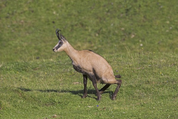 Chamois (Rupicapra rupicapra) female urinating by squatting in mountain meadow, Alpine pasture in