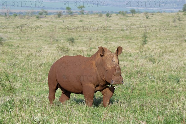 White rhinoceros, white rhino or square-lipped rhinoceros (Ceratotherium simum) covered with red