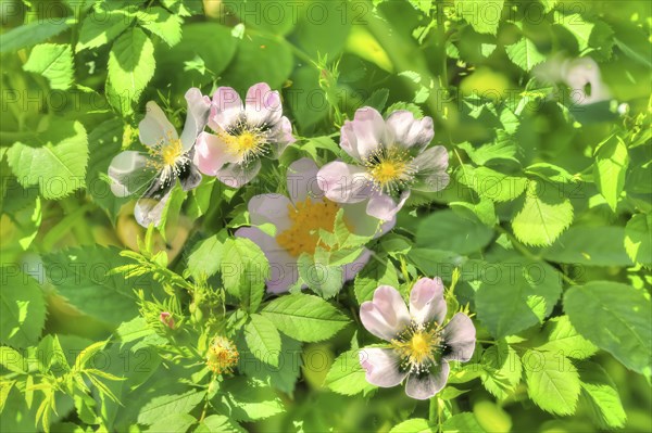 Dog rose (Rosa canina), dog rose, dog rose, heather rose, hagrose, oil painting, soft colours, pink