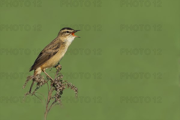 Sedge Warbler (Acrocephalus schoenobaenus), singing from a raised lookout, Austria, Europe