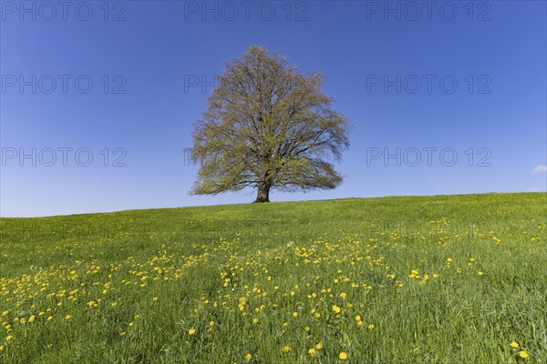 Common beech (Fagus sylvatica) in spring, solitary tree near Rieden am Forggensee, Ostallgäu,