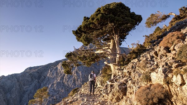 Gnarled old tree, hiker on hiking trail, Gingilos, hiking on the Gingilos, morning light, cloudless
