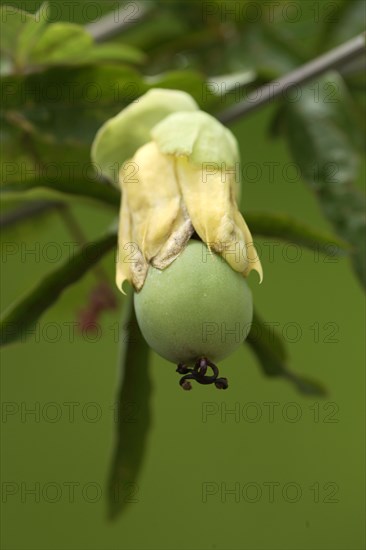 Passion flower, fruit (Passiflora edulis forma edulis)