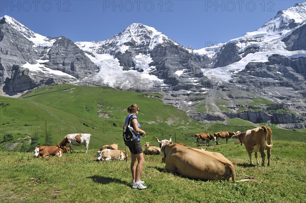 Hiker among domestic cattle (Bos taurus) with cowbell in a meadow, Swiss Alps, Switzerland, Europe