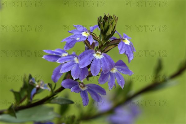 Fairy fan-flower (Scaevola aemula)