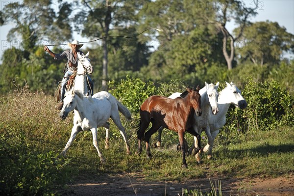 Cowboy with horses, vaqueiro, pantaneiro, Pantanal, Brazil, South America