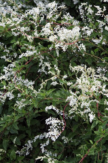 Silver Lace Vine (Fallopia aubertii)