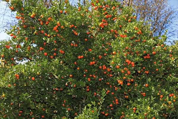 Calamondia orange, tree with fruit, California (Calamondia x citrus fortunella mitis), USA, North