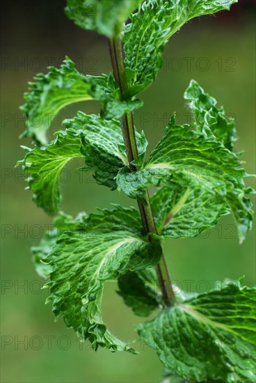 Spearmint (Mentha spicata) peppermint