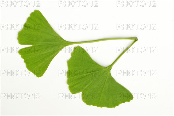 Maidenhair tree (Ginkgo biloba), leaves