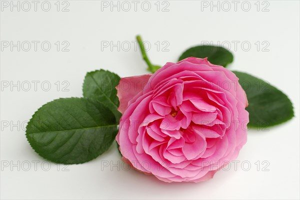 Rose (Rosa) Leonardo da Vinci