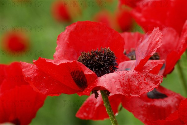 DrugPapaver bracteatum (Papaver bracteatum) Armenian