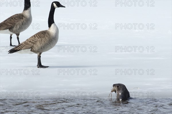 North American river otter -Lontra canadensis- and canada geese -branta canadensis- standing on a