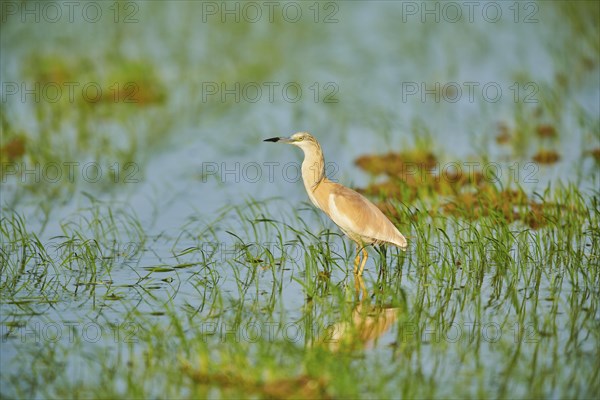 Squacco heron (Ardeola ralloides) in a paddy field, hunting, ebro delta, Catalonia, Spain, Europe