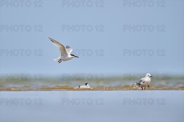 Sandwich tern (Thalasseus sandvicensis) flying in the sky, hunting, ebro delta, Catalonia, Spain,