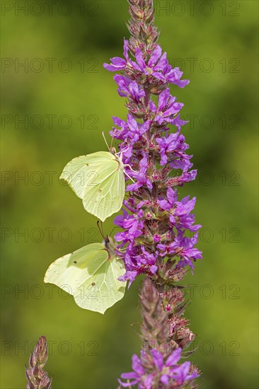 Butterflies collecting nectar, brimstone (Gonepteryx rhamni), purple loosestrife (Lythrum