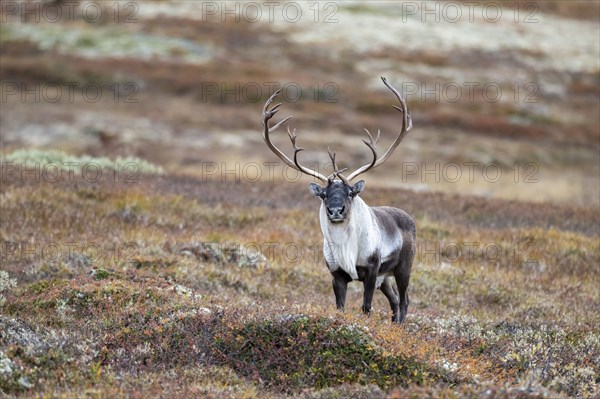 Wild mountain reindeer (Rangifer tarandus tarandus), bull in autumn tundra, Forollhogna National