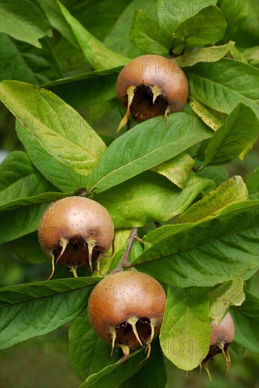 Common medlar (Mespilus germanica)