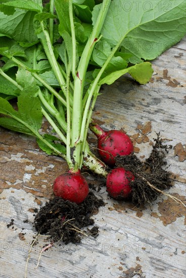 Radish ( Raphanus sativus sativus)