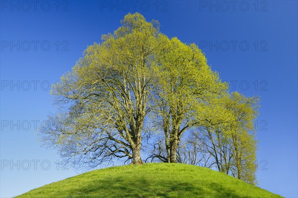 Lime tree, Tilia spec., Basel Country, Switzerland, Europe