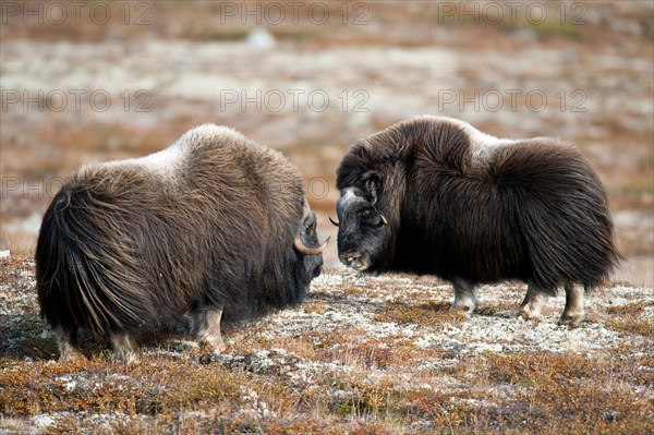 Musk ox (Ovibos moschatus), autumn, Dovrefjell National Park, Norway, Europe