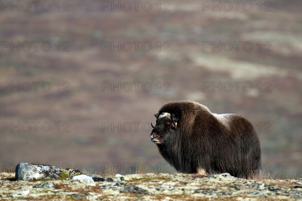 Musk ox (Ovibos moschatus), autumn, Dovrefjell National Park, Norway, Europe
