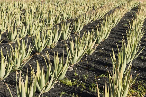 Fuerteventura, Canary Islands, Aloe Vera Plantation near Antigua, Spain, Europe