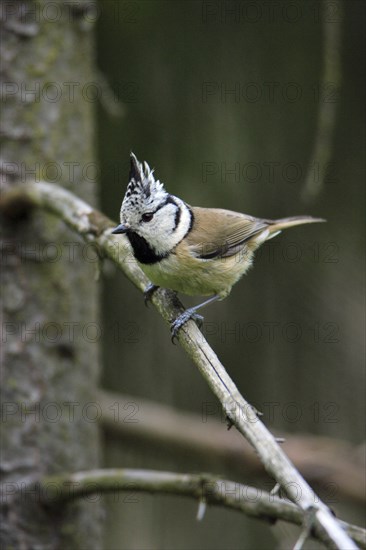 Crested Tit (Parus cristatus), Lower Saxony, Germany, Europe