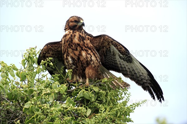 Galapagos hawk (Buteo galapagoensis), Galapagos Islands, Ecuador, South America