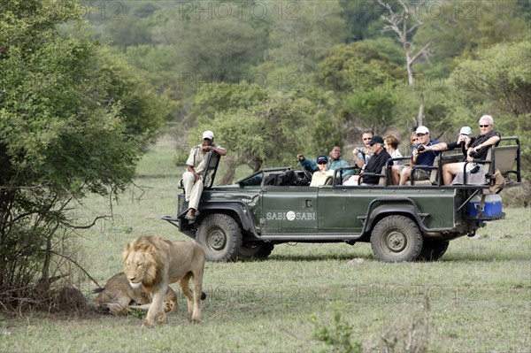 Tourists in safari jeep and African lions (Panthera leo), Kruger National Park, South Africa nian