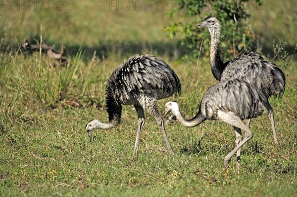 Greater rhea (Rhea americana), Pantanal, Brazil, South America