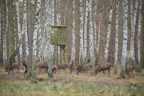 Hunting blind with red deer (Cervus elaphus), pack in birch forest, Hessen, Germany, Europe