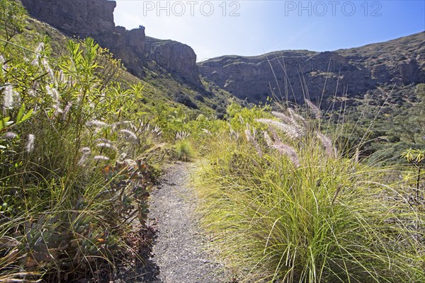 Camino Real or King's Path in the Caldera de Bandama in the Bandama Natural Park or Monumento