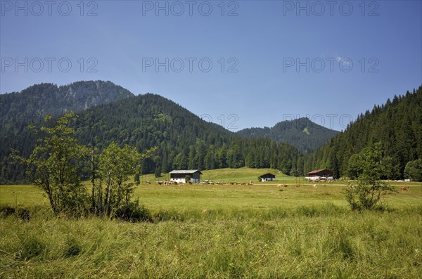 Cows and alpine huts on the Rötelmoosalm in the Chiemgau Alps, Bavaria, Germany, Europe