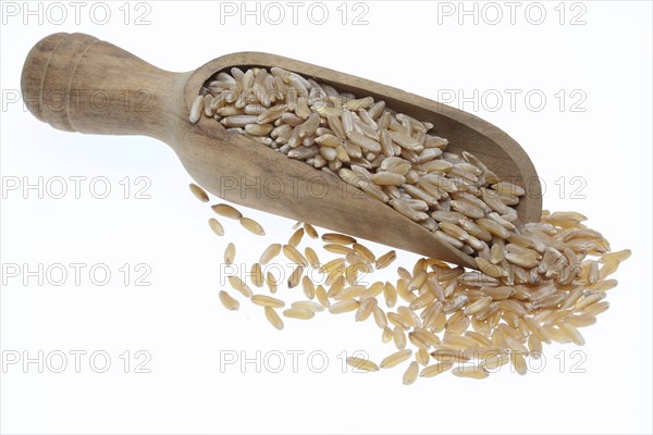 Khorasan wheat (Triticum turgidum × polonicum), also called kamut, is an old variety of spring