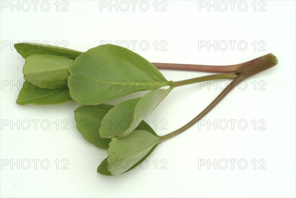 Bog bean (Menyanthes trifoliata) or bitter clover, medicinal plant