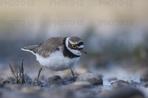 Common sandpiper foraging on gravel bottom