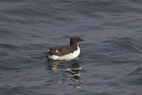 Thick-billed murre (Uria lomvia), Brünnich's guillemot swimming in sea, native to the sub-polar
