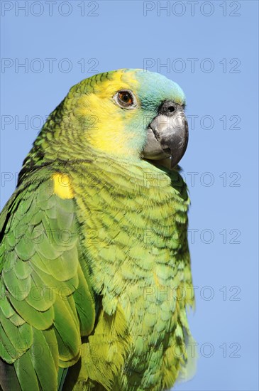 Orange-winged amazon (Amazona amazonica), portrait, captive, occurrence in South America