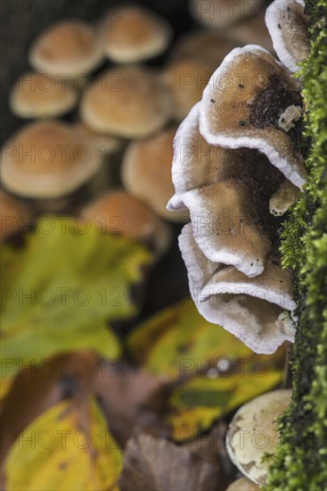 Turkey tail, Many Zoned Polypore, Turkeytail bracket fungus (Trametes versicolor) (Coriolus