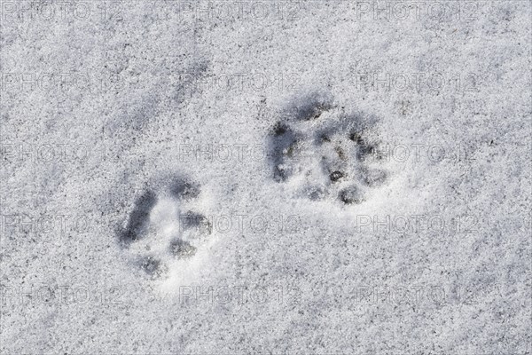 Close-up of footprints showing paw pads from stoat, short-tailed weasel (Mustela erminea), ermine