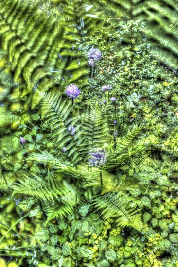 Oil painting, shield fern (Polystichum), flowers creative, different plants mixed, artistic shot,